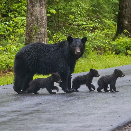 ピジョンフォージ Rest Assuredヴィラ エクステリア 写真